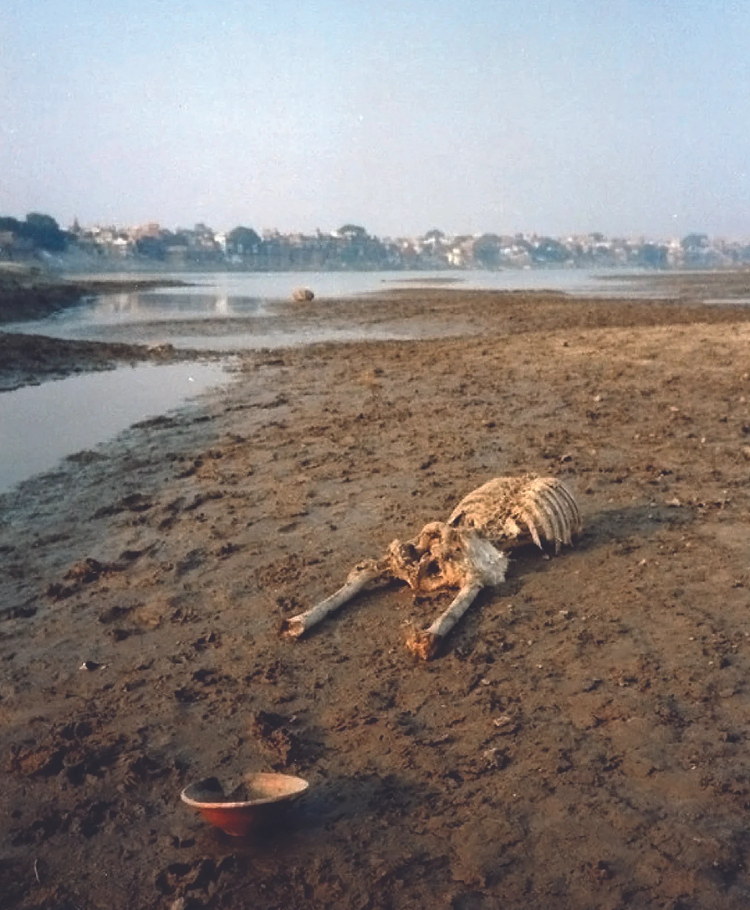 Hugli Dog Hugli River Distributary — Michele Richmond
