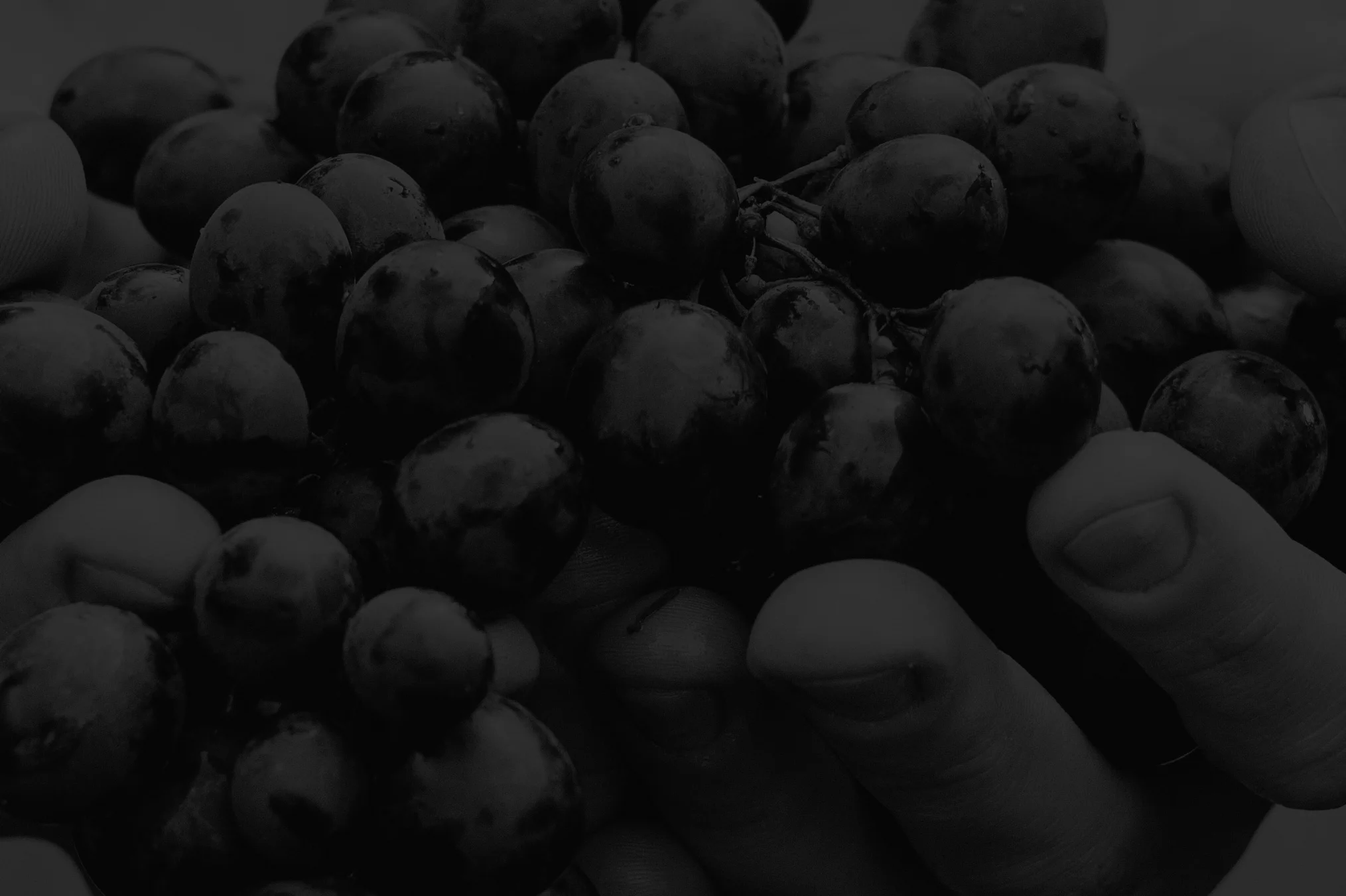 And-Wine-Grapes.jpg