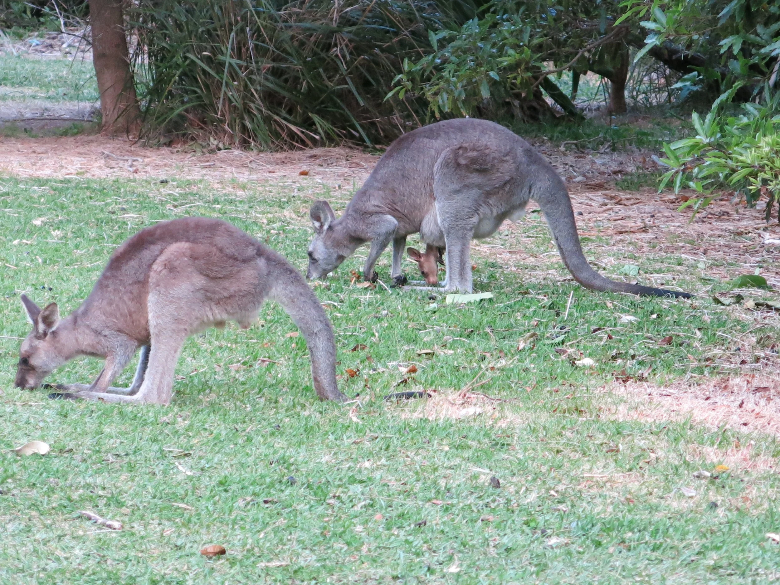 Little joey pouchin' around