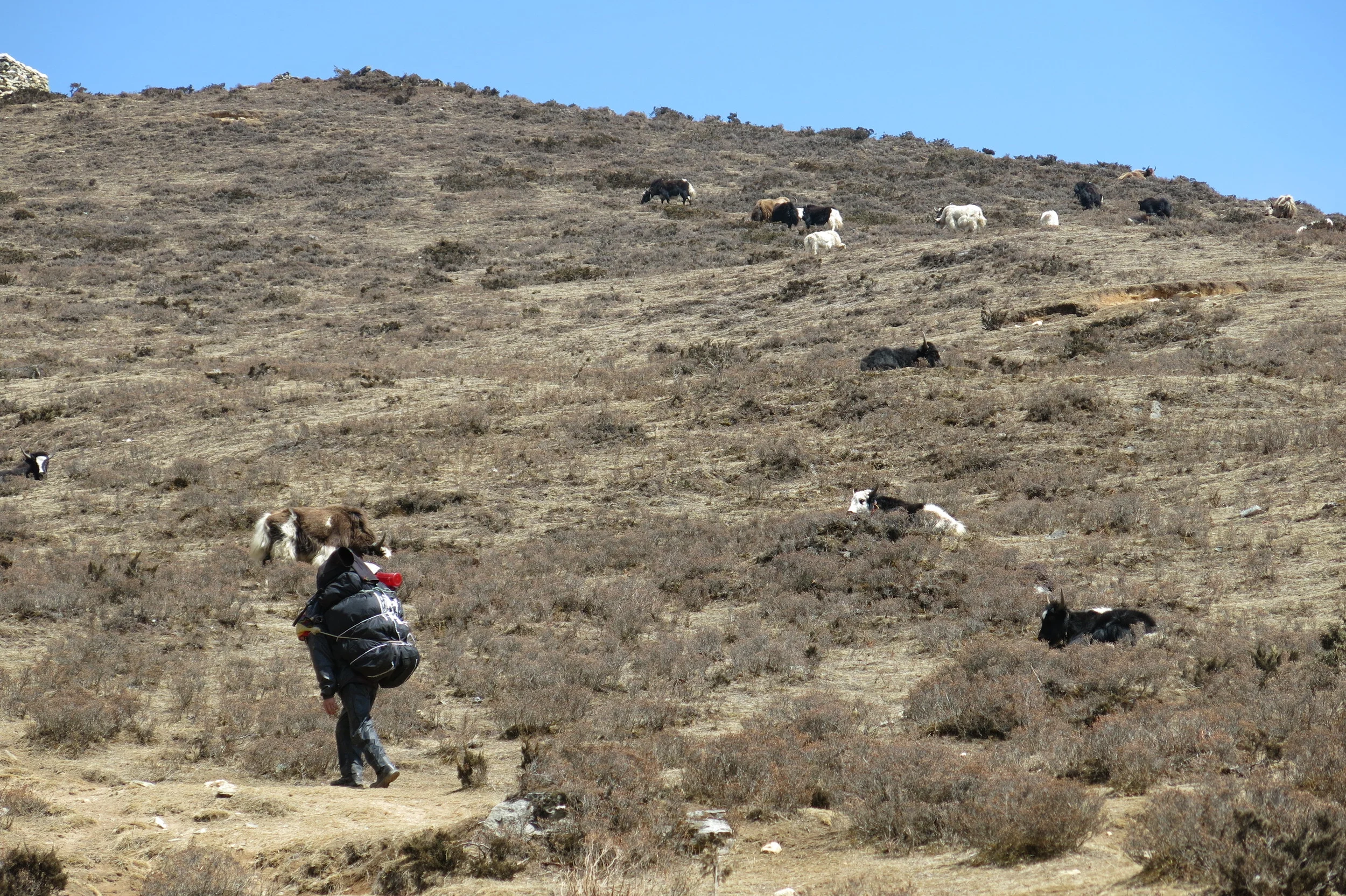 Ram was as strong as the yaks!
