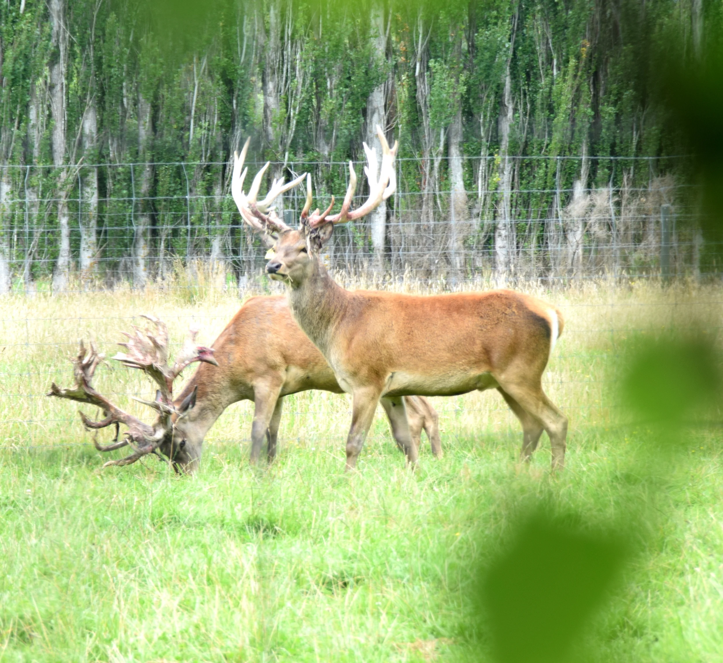 As seen in a deer park in Christchurch
