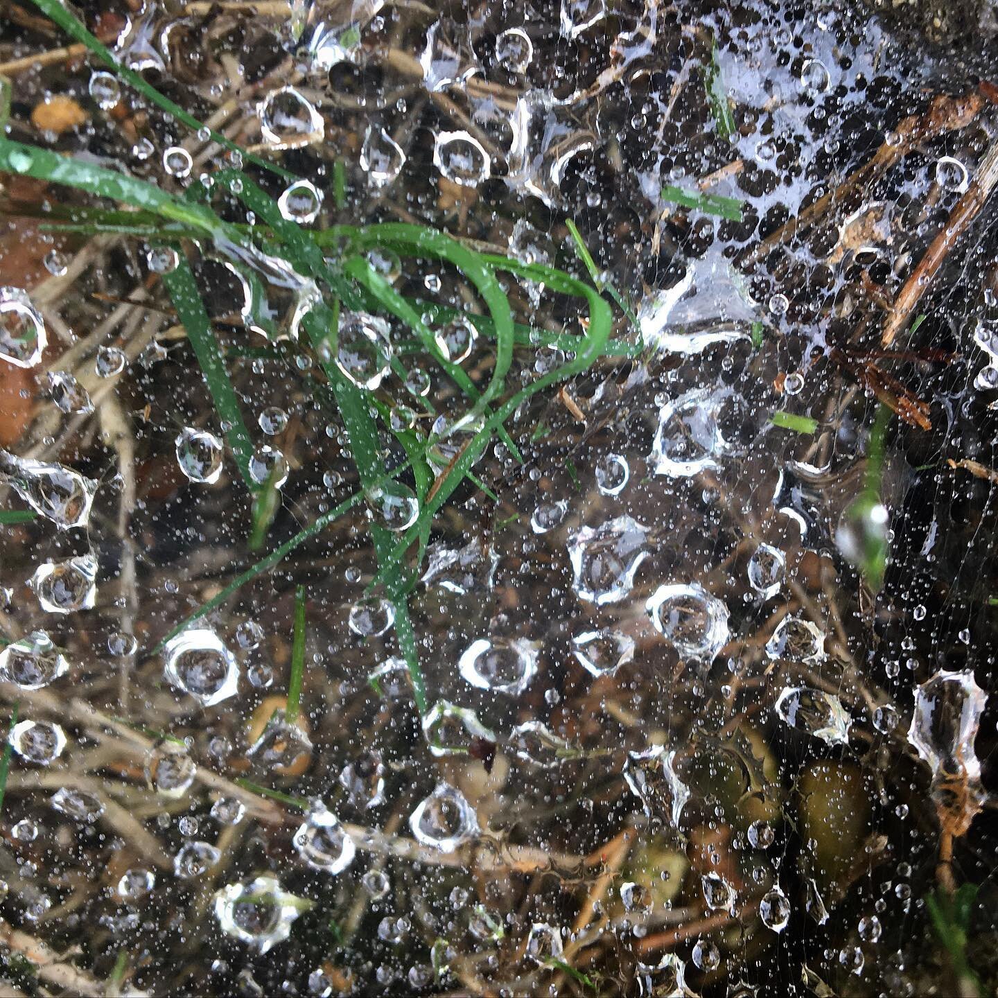 rain trapped in a spider web