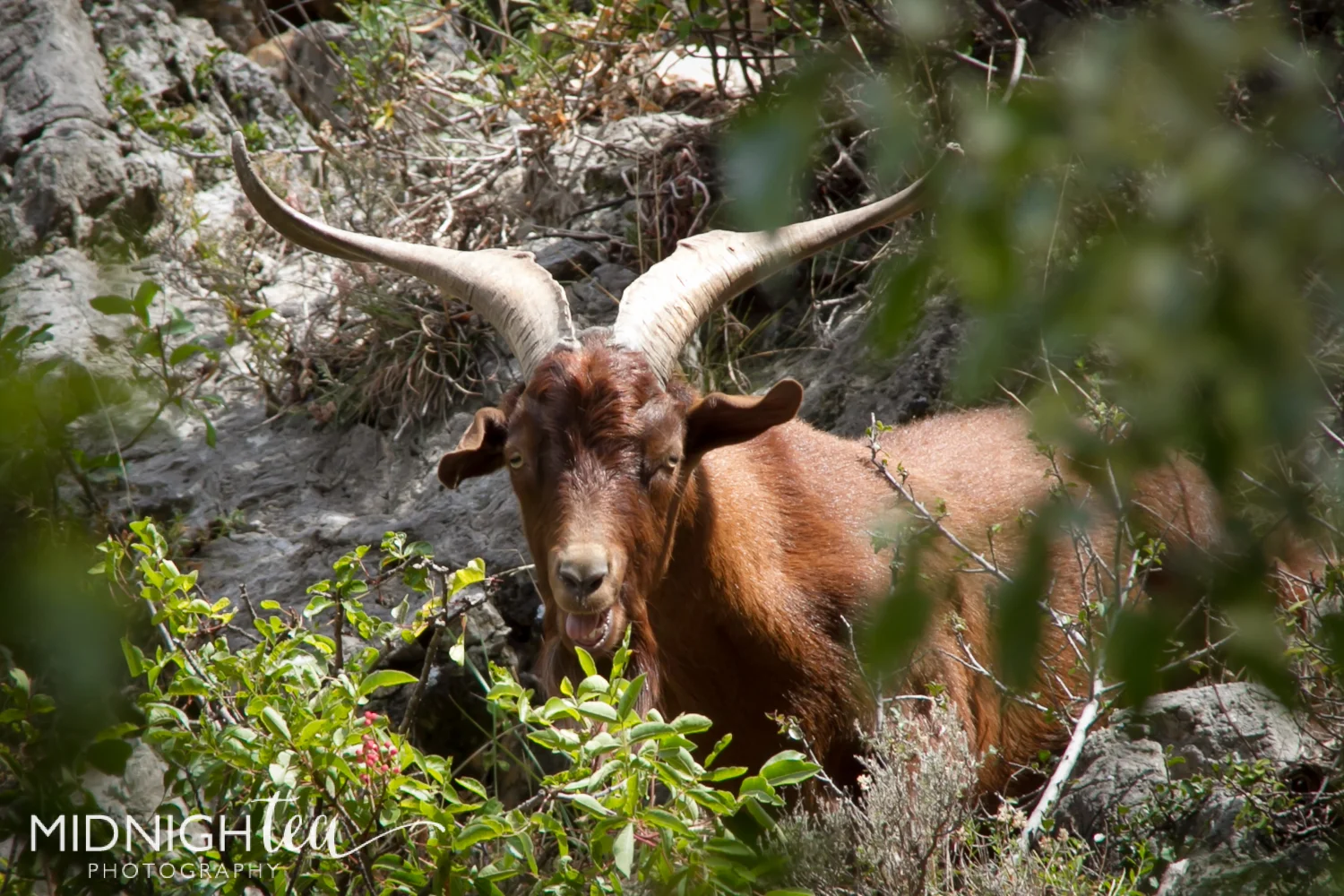 Moustier-8.jpg