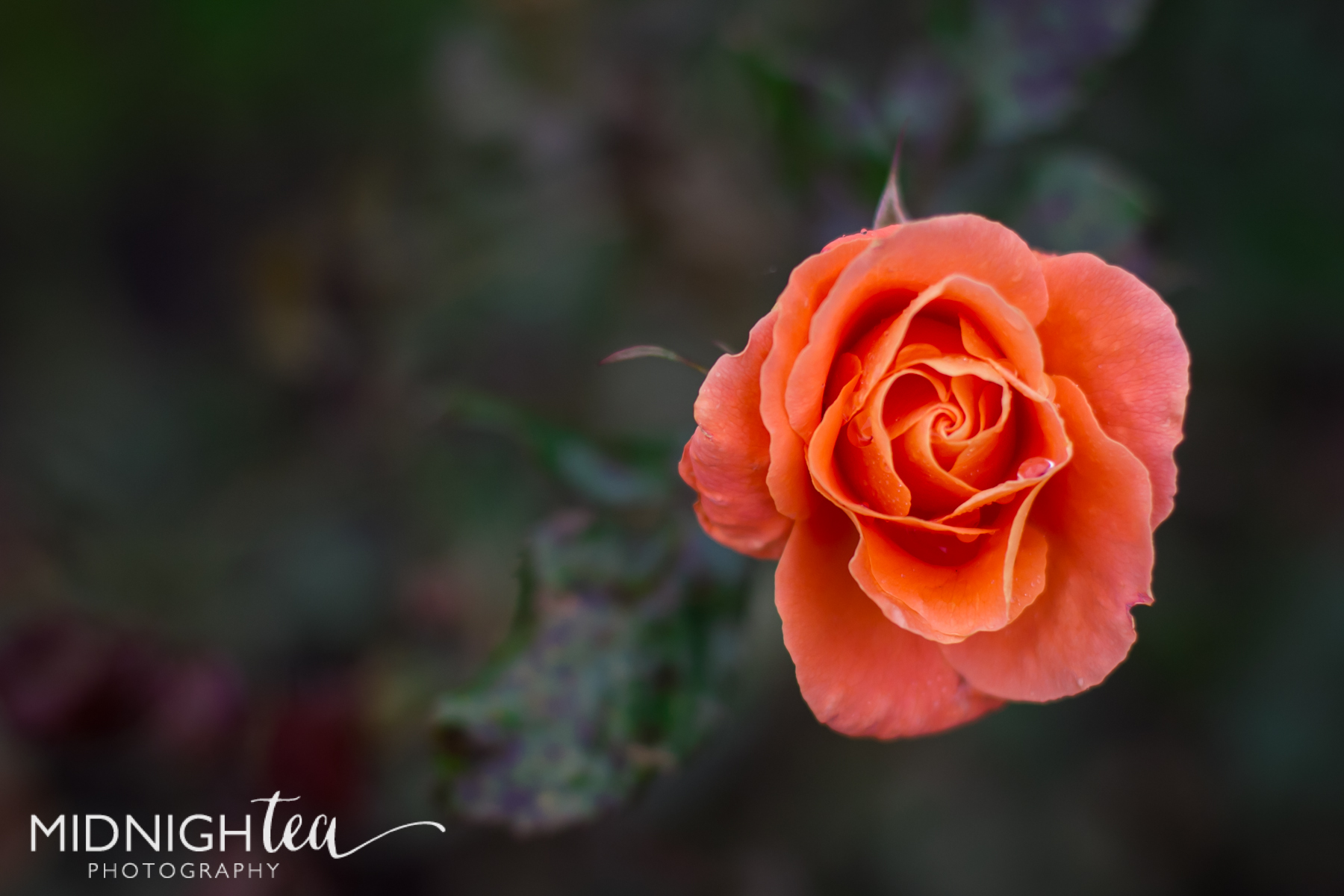 IMG_8585.jpg