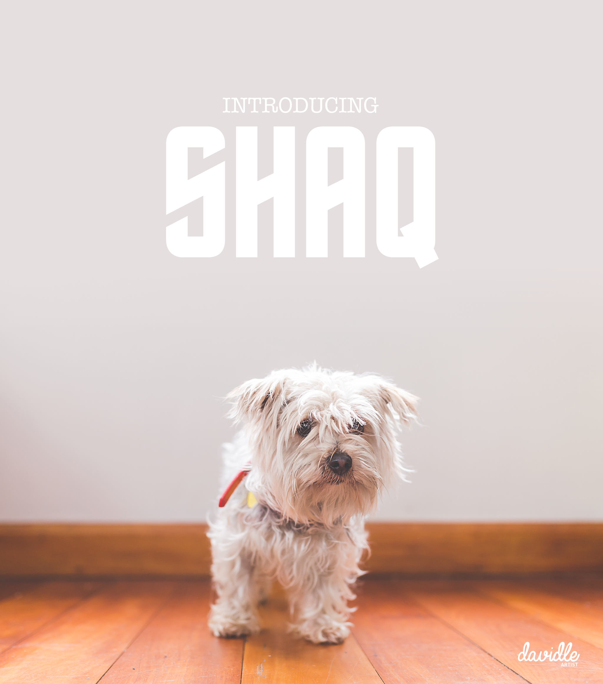 Meet the new member to our team!