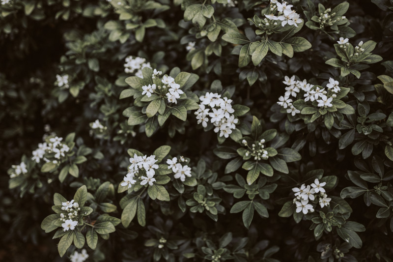 Georgie + Glenn // Backyard Wedding