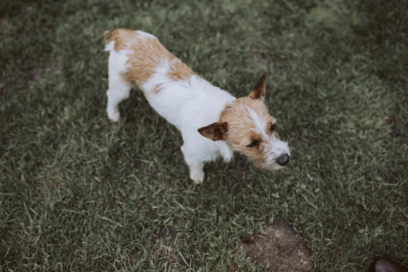 Georgie + Glenn // Backyard Wedding