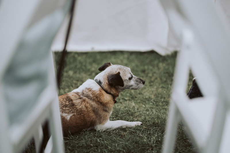 Georgie + Glenn // Backyard Wedding