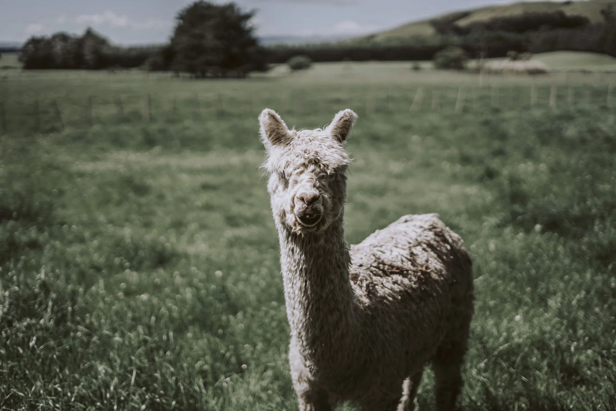 New Zealand Wedding Photographer David Le | www.davidle.co.nz