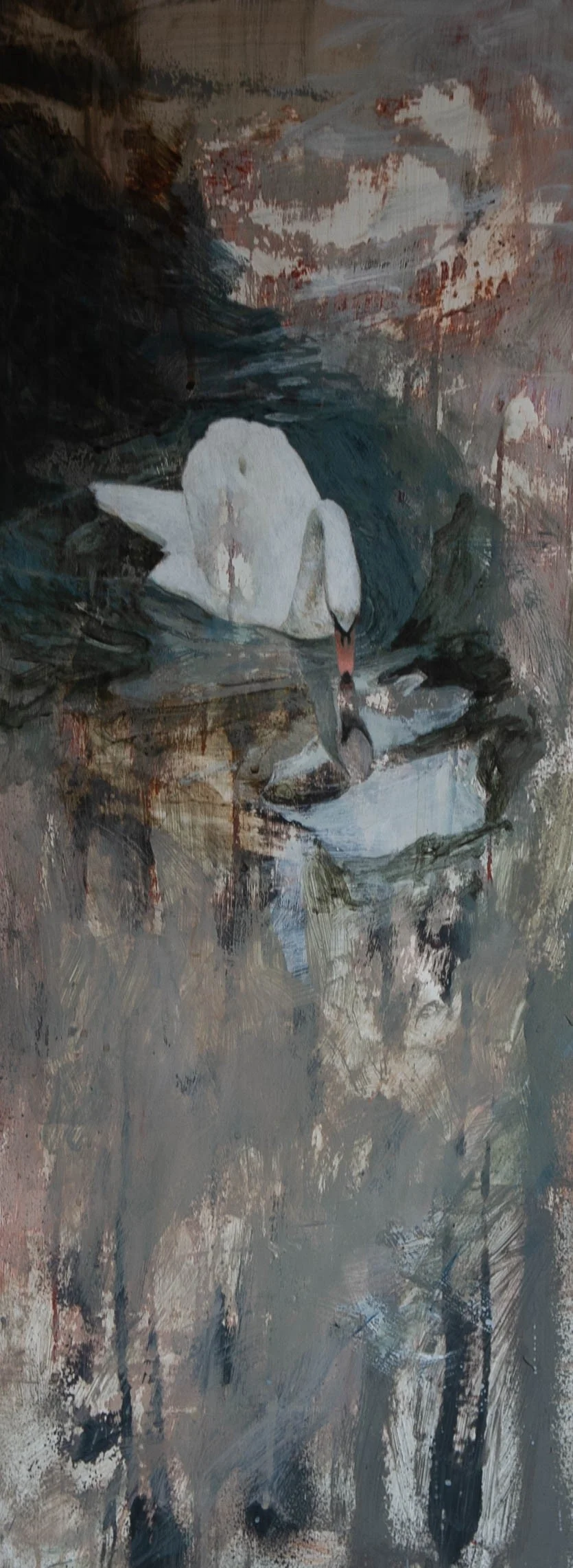 Narcissus