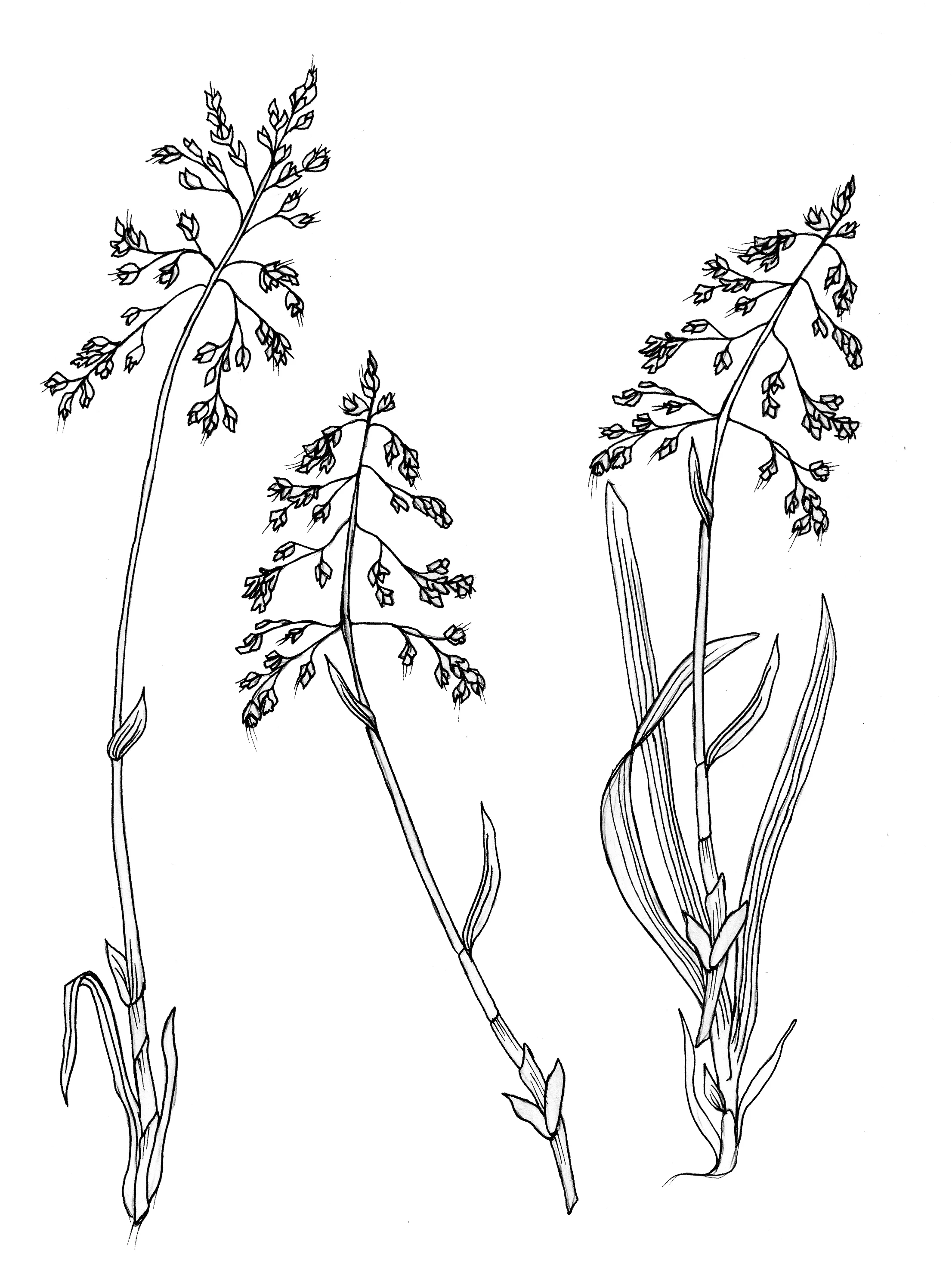 Sweet Grass