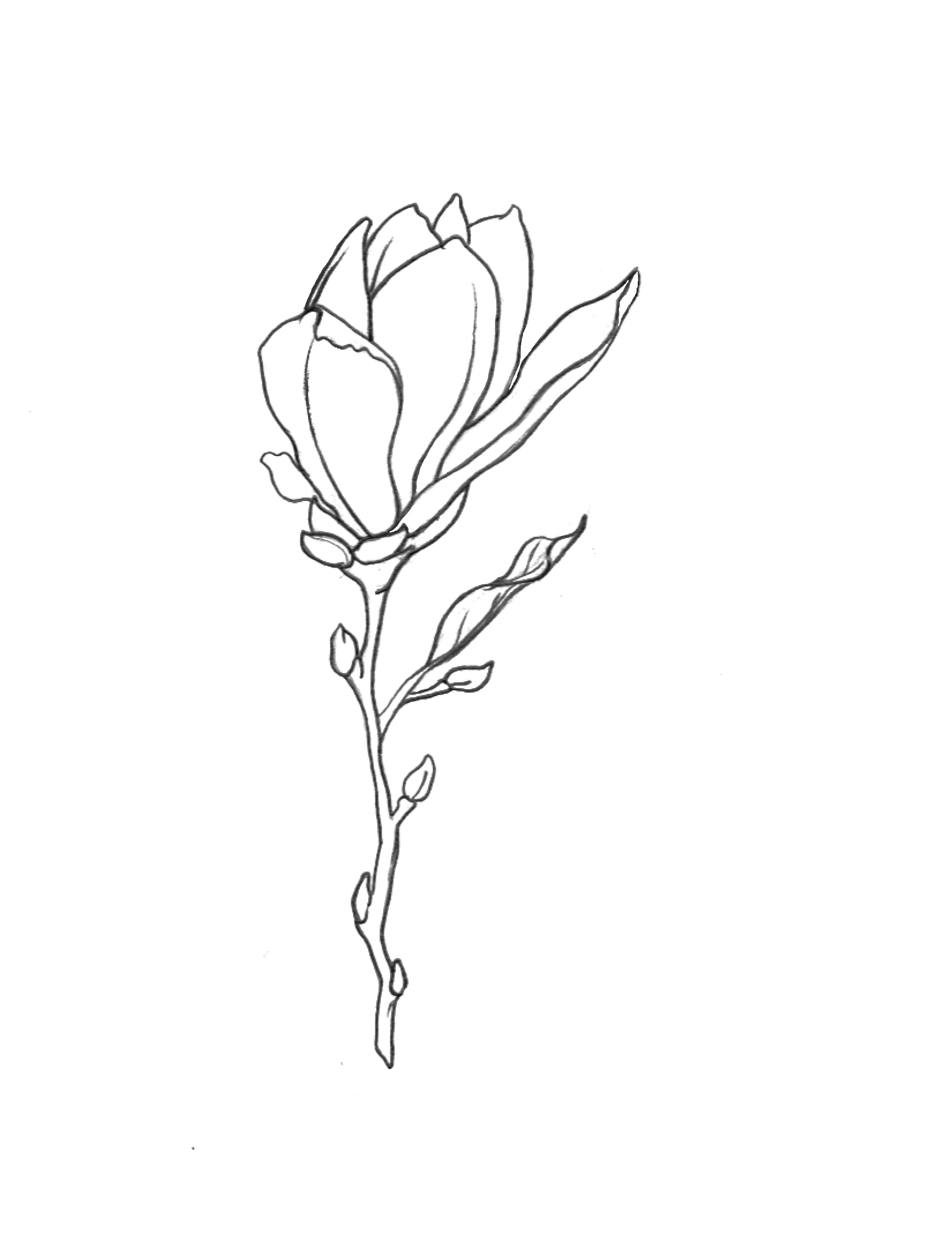 Magnolia.jpg