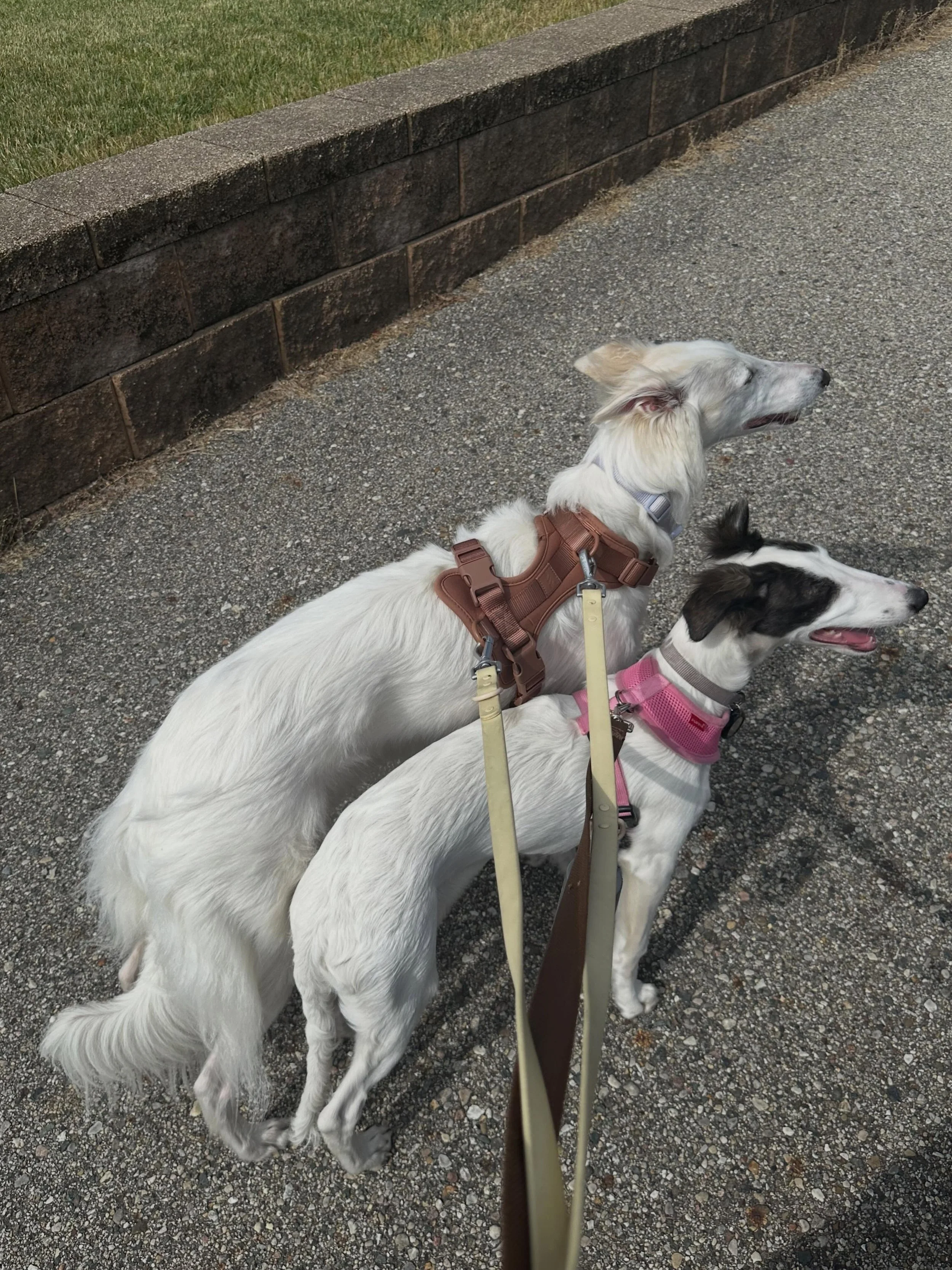 It&rsquo;s been almost a month with my new girl Talia Rose Tinkerbell Sprinkles Panda Mask, The Silken Windhound&hellip; or just Tali 🩷 &hellip; except when I try to yell for Celine and Tali at the same time it comes out as Sally or Teline 😂

Tali 