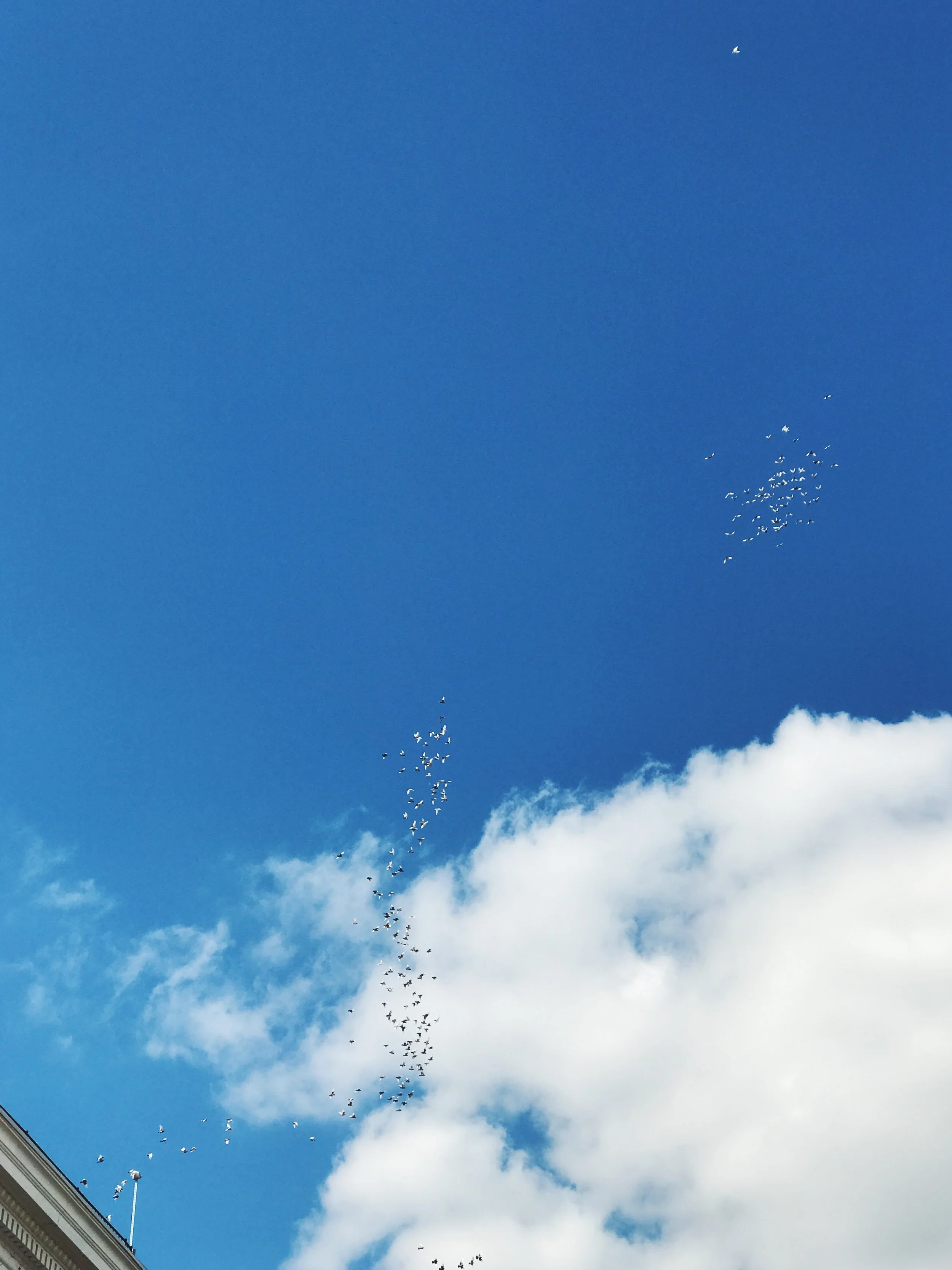 I saw these birds while biking in Williamsburg; they were flying in this rhythm for so long. Maybe preparing to go south?