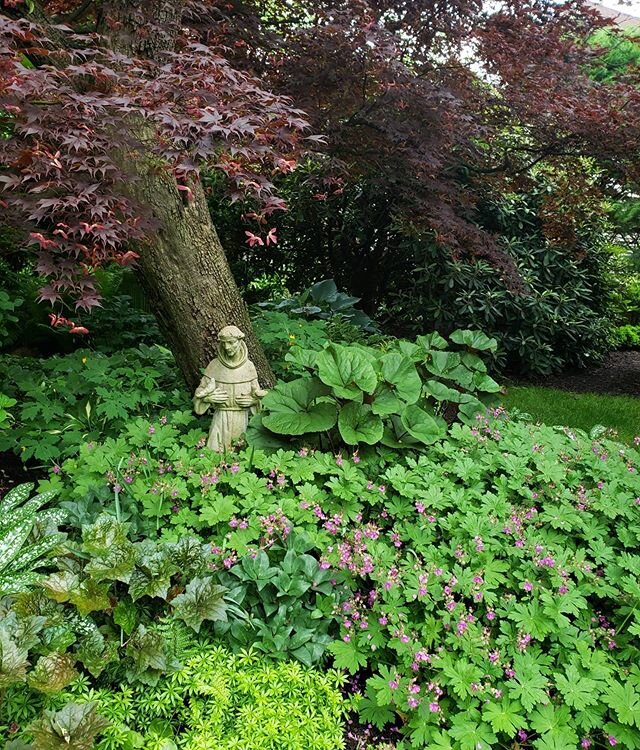 #shadegarden #shadeperennials #shadegardening #geraniummacrorrhizum #hostas #ligulariadentara #sweetwoodruff #galiumodoratum #tasslefern #heucherapalacepurple #pulmonaria #pulmonariatrevifountain #hellebores #ferns #gardeningintheshade #celandinepopp