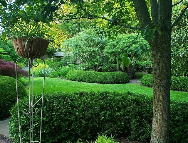 Been trimming boxwood hedges for the last 2 days.  Patio rearrange for summer😉
#symmetryinthegarden #formalgarden #formalgardens #boxwood #boxwoodhedges #boxwoodhedgestrimmed #brickpatio #pergola #japanesemaple #acercrimsonqueen #viburnum #antiquepl
