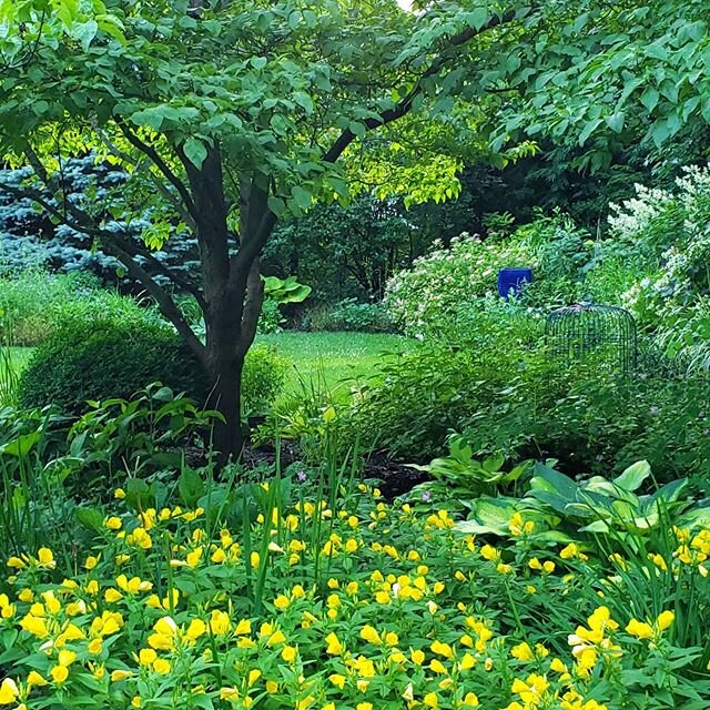 Current garden views.
#yelloweveningprimrose #oenotherabiennis #persicariapolymorpha #hostas #piceafatalbert #hydrangeaannabelle #spireagoldmound #hydrangeaquercifoliaalice #oakleafhydrangea #rosaballerina #astilbeostrichplume #sunborder #mixedborder