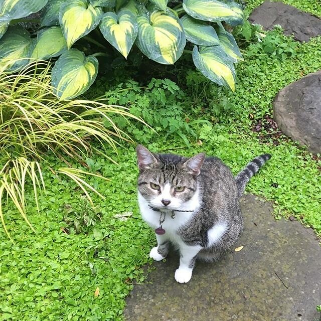 My beautiful baby, Newbie.
Attacked and killed by a pitbull, first on MY property , then across the street.  While the dog owners did nothing but yell the dogs name.  I was asleep and didnt know what was happening.  My hero of a neighbor saved her fr