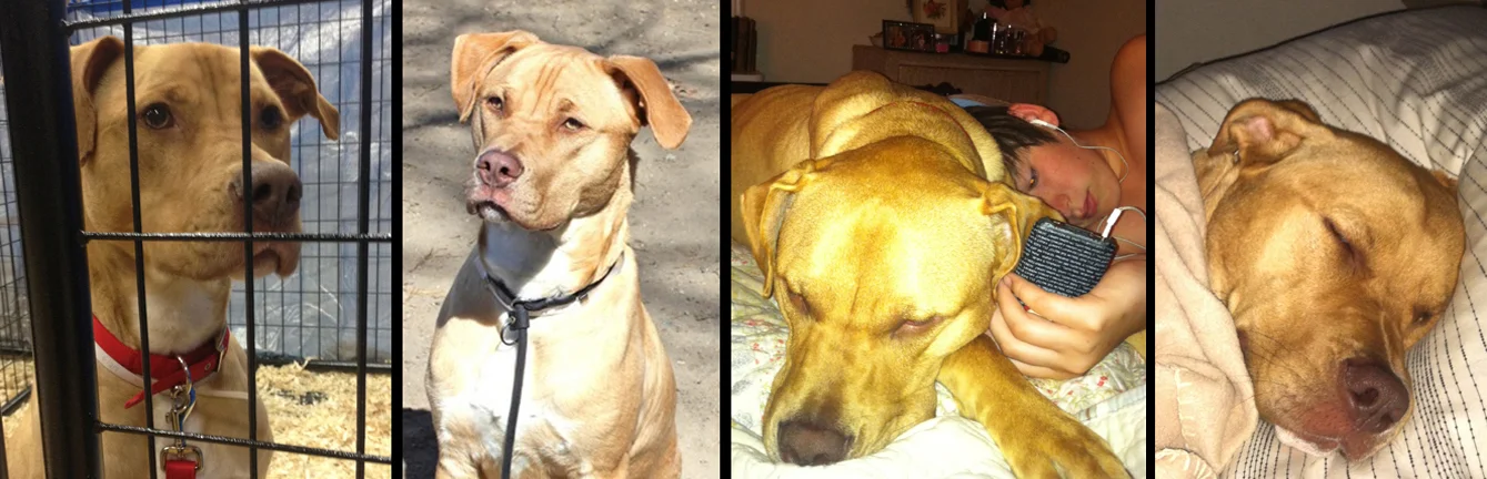 TYSON. Rescued after a two-year wait, from a shelter in Long Island. Now Tyson is having a wonderful time deciding which he likes best...being king of the dog run, pillow stealer, brother to Tommy, kitty snuggle buddy or goat herder...Tyson is loving his new life!