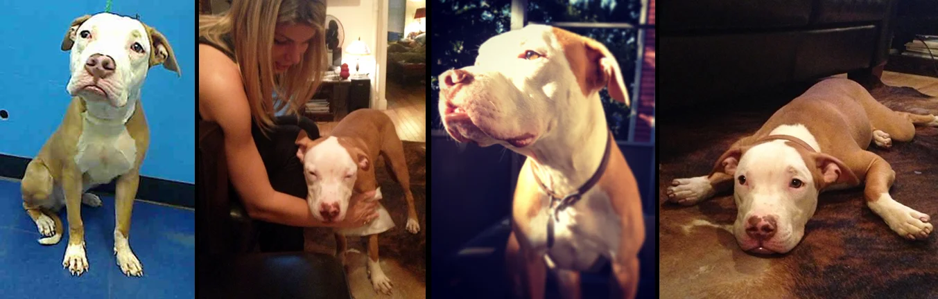 BEN. Rescued from a kill shelter in Manhattan at just 6 months old. Ben spent a few days in the city getting better and then took a ride from Brooklyn to Boston and began his new wonderful life. With furry sister Claire and beautiful human mommy Lauren :) 