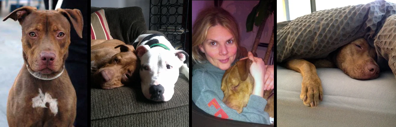 DAN. Rescued from the euthanasia list at a kill shelter in Manhattan. Dan is now a registered therapy dog for veterans with PTSD, a “breed ambass-a-dog” brother to two silly pugs, and is also the inspiration and for Sav-a-Bull Pit Bull Rescue.