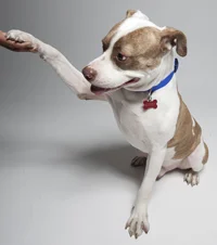 MICKEY. Rescued after a three-year wait from a shelter in Long Island.