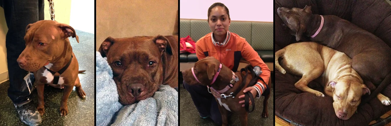 GRACE. Rescued from being abandoned, tied to a chain link fence in the Bronx. She is now a certified canine good citizen and helps rehabilitate other dogs in need, including her brother (and Sav-a-Bull rescue - Charlie).