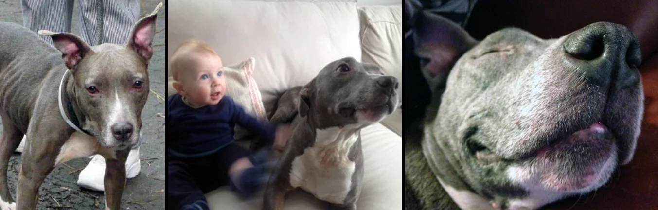 CAPPIE. Rescued from the sick ward at kill shelter in Manhattan on a very rainy evening. She is now a healthy, loving, loyal and proud older doggie sister to her beautiful, human baby brother. 