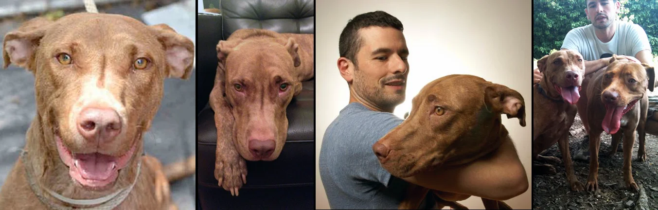 HARMONIA . Rescued from the euthanasia list at a kill shelter in Manhattan. Harmonia now loves nothing more than to greet every dog and every human at her Brooklyn dog park - including her separated-at-birth twin (Sav-a-Bull's very own) Dan.