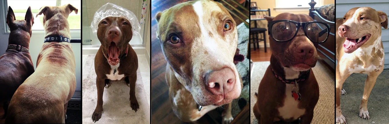 FELONY AND AMMO. Rescued from a kill shelter in Brooklyn the two are inseparable. Even when Felony is doing something Ammo is not a fan of (like a bath or a trip to the vet) he is by her side, always there for his beloved doggie sister. 