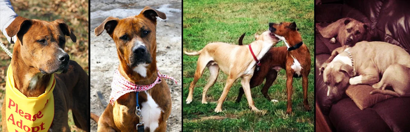 CHESTER. Rescued after a three-year wait from a shelter in Long Island. He now lives in a loving home with his dad Frank and doggie brother Moose. He was also a foster brother for Sav-a-Bull dog Jax (until he was adopted by Frank's parents :)).