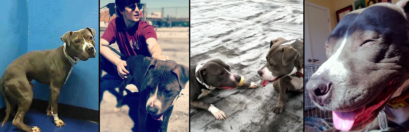WILSON. Rescued from a kill shelter in Brooklyn. He now loves playing with his old neighbor and best doggie friend Stella, playing fetch with his daddy Sean and eating green apples every chance he has. 