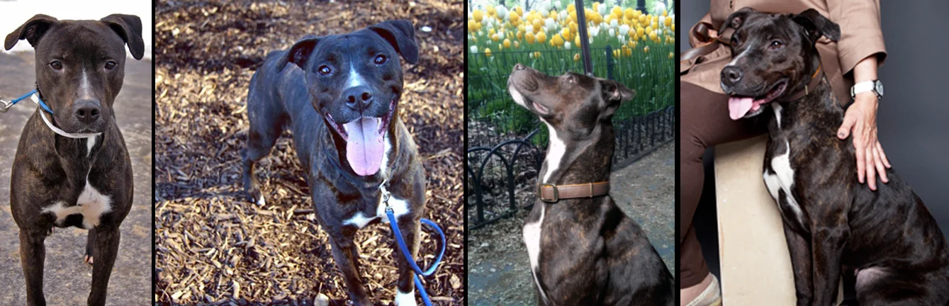 RUBIE. Rescued after a three-and-a-half-year wait from a shelter in Long Island (by Delta’s mommy Kathi, at the photo shoot for Sav-a-Bull's "41 Pit Bulls" book). Now Rubie's wish has come true, she gets to run and play in a giant yard filled with all of her toys every day.
