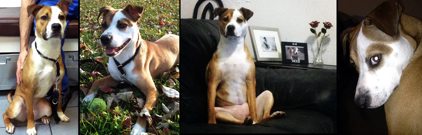 LADY. Rescued from the euthanasia list at a kill shelter in Manhattan the day before Thanksgiving. Now she is loving life, with her own yard, quality time with human grandma all day and being spoiled rotten by her parents Eddy and Mel all evening. She is one lucky Lady!