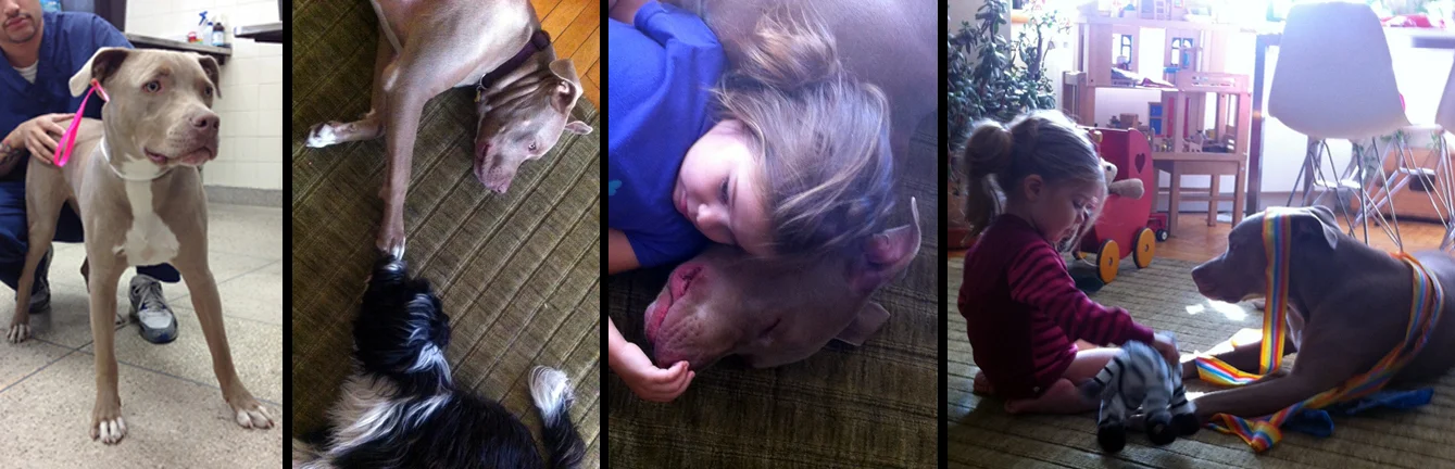 SOPHIE. Rescued after being abandoned at a Manhattan vet facility. Sophie is now living happy and successfully with two human sisters Celia and Maddy, one furry sister Penny and two wonderful human parents, Mike and Christine. She is also the BEST pillow and princess-ribbon-time playmate!