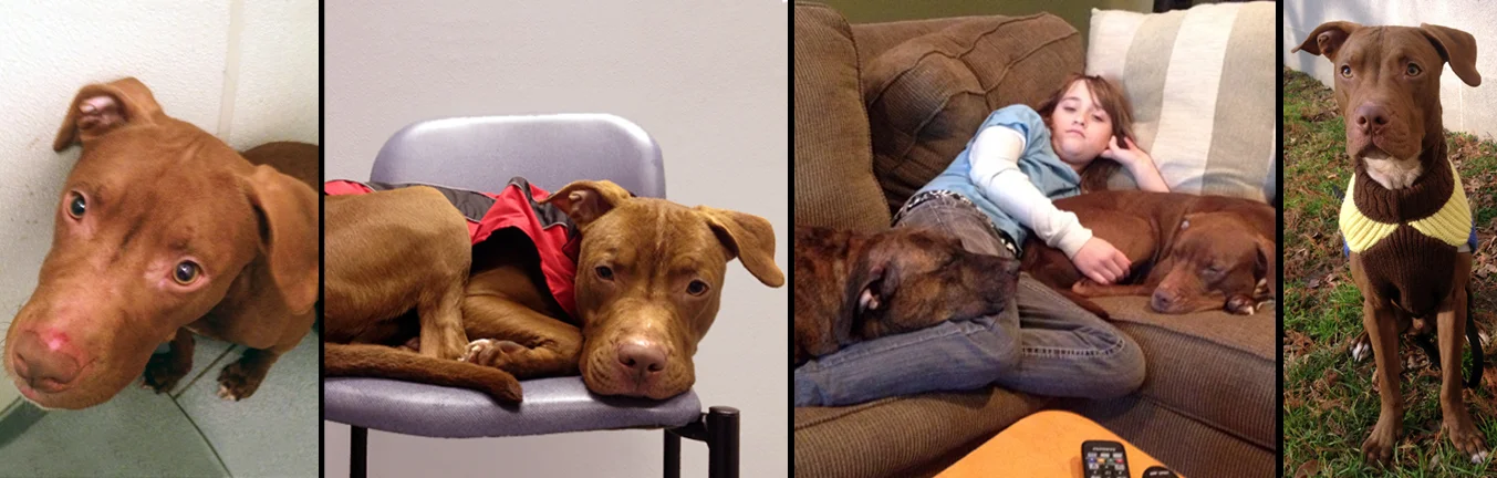 RUDY. Rescued from a kill-shelter in Manhattan. This sweet boy initially suffered from separation anxiety, and spent every day with Sav-a-Bull. Now he is living happily and anxiety-free in New Jersey with his human brothers and sister and his big furry brother Rocco. 