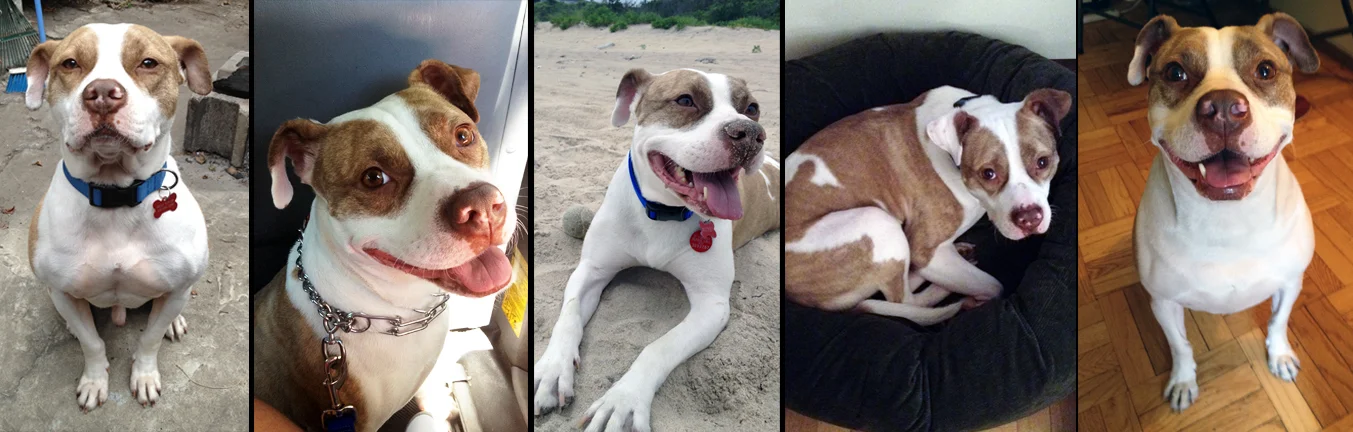 MICKEY. Rescued after a three-year wait from a shelter in Long Island thanks to the Sav-a-Bull Brookhaven Shelter Dog Video project http://sav-a-bull-ny.org/succeses/ incredibly sweet Mikey now enjoys his days playing in Manhattan and taking trips to the beach with his daddy Brian.