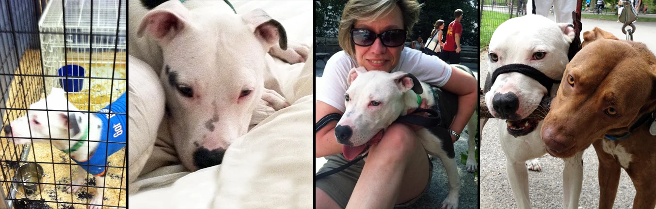 RASCAL. Rescued from a kill shelter in Camden. Rascal represents what rescuers can accomplish together. Pulled from the shelter by All They Needs is Love, featured at the Best Friends Animal Society Super Adoption and adopted, trained and loved by a Sav-a-Bull board member - everyone wins :) 
