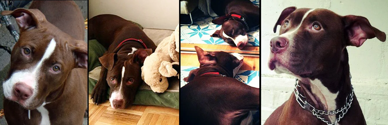 MILA. Rescued from a kill shelter in Manhattan, after being surrendered due to anti–pit bull housing regulations. Mila now lives a very happy life filled with love from her mom Laura, her best human friend Gio and her best doggie friend Chloe. 