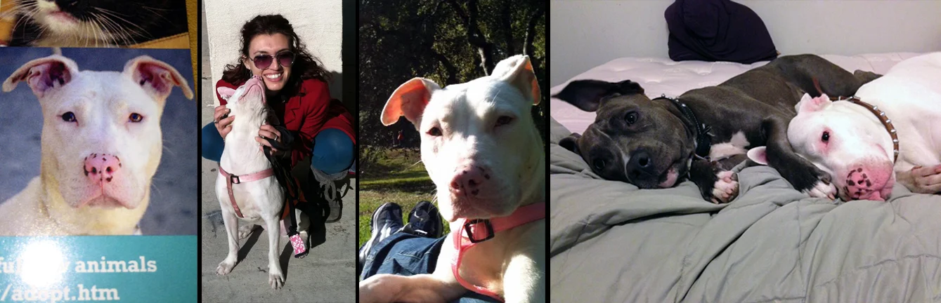 SIERRA LUNA. Rescued from a kill shelter in Manhattan that is now using her image to help promote their facility. Hearing impaired but love-empowered, Sierra Luna has learned sign language from her mom Nicolle and dad Ariel. She now also has a new doggie sister named Sassy.