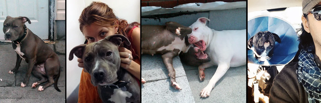 SASSY. Found by Sierra Luna's parent she was abandoned in Brooklyn right after being used to breed. Sassy has since received all necessary medical care from Sav-a-Bull. Sassy has also been welcomed into their family and is now an adopted doggie sister to Sierra Luna.