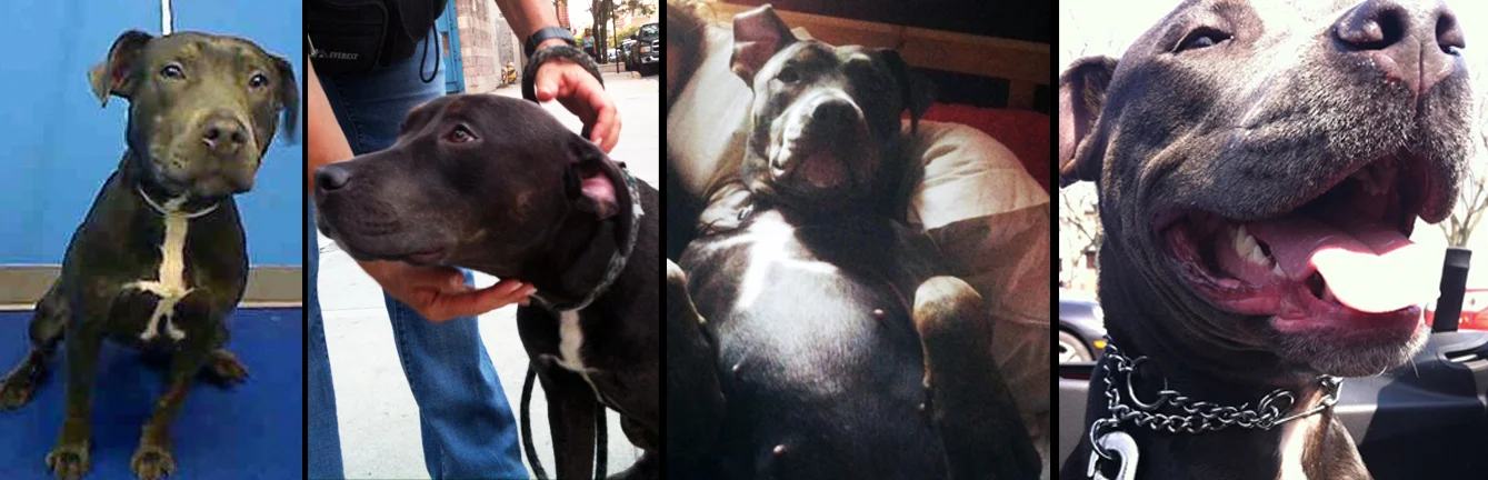 OBLINA. Rescued from the euthanasia list at a kill shelter in Manhattan. She is one of the sweetest girls anyone will ever meet. Oblina loves and hugs all people, dogs, cats and birds when given the chance and only asks for belly rubs from her mom Tricia in return.