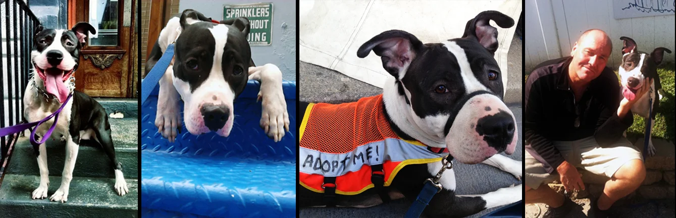 EMMA. Rescued from being abandoned, tied to a stoop, outside of a dog grooming facility. After some "doggie boot camp" training and some socialization with a wonderful foster, she is now living happily with her new daddy in uptown Manhattan.