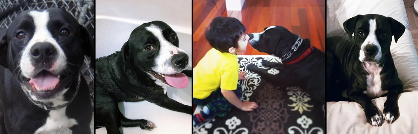 MONTY. Rescued from overflow, at a kill shelter in Manhattan. Monty (Private Montgomery "Monty" Kumar) is now living happily with his daddy Bharat. In his home he has staked claim to Bharat's ottoman, forcing him to rename it the "Montoman." 