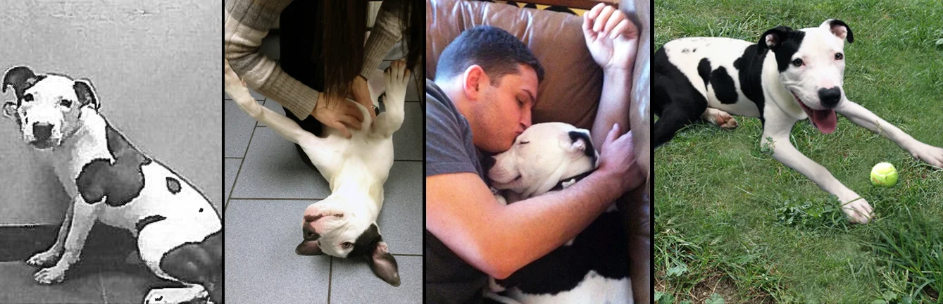 GIA. Rescued from the euthanasia list from a shelter in Brooklyn. She now is living happily in New Jersey where she gets lots of belly rubs, lots of snuggles and where she spends hours watching bumble bees fly in the backyard. Gia was rescued in honor of Brad Pitt Bull, who was surrendered to the shelter the same day, but was lost to an illness he caught while there.