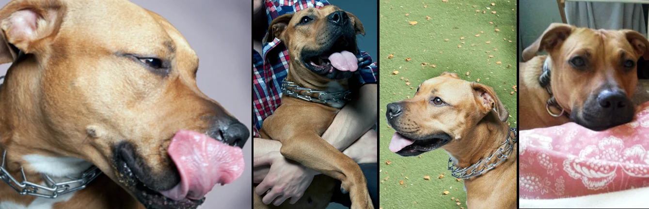 NICO. Rescued from the sick ward at a kill shelter in Manhattan. Now feeling 100%, Nico with the help of her dad and student Woodie, has single-handedly charmed the entire NYU campus, teaching everyone just how important it is to take a chance on a pit bull.