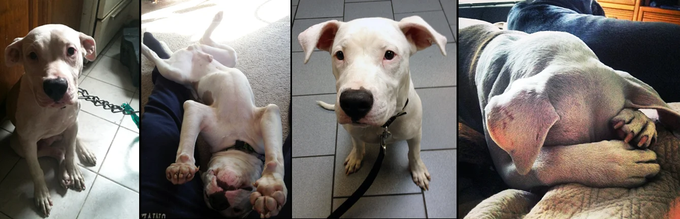 ROCKY. Rescued from being left chained to a radiator in an apartment in Brooklyn. With the help of Sav-a-Bull Rocky has been adopted by Daisy's mom Erica. He now lives with the 2 of them, his new daddy Abe and his new furry sister Kuma. 