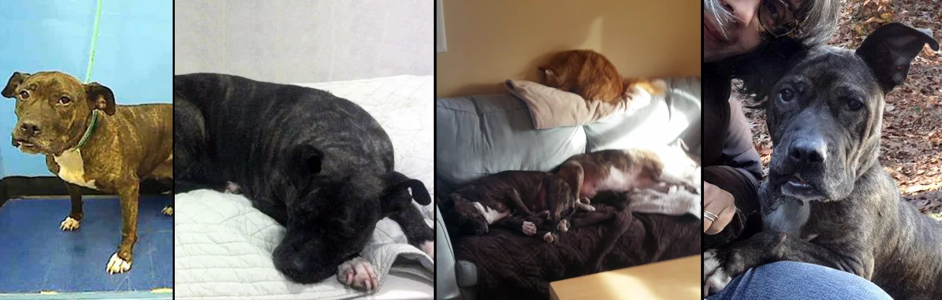 EDITH. Rescued from the euthensia list from a kill shelter in Manhattan. Edith is now living with her doggie brother Archer who has taught her the importance of taking naps, in preparation for taking more naps.