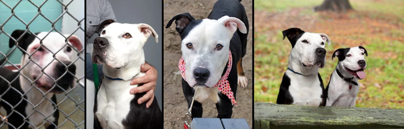 GAVIN. Rescued from a shelter in Long Island where he needed eye surgery. Thanks to medical care provided by Sav-a-Bull and boarding, training and love from Hounds Town USA, Gavin is now living a happy healthy life.