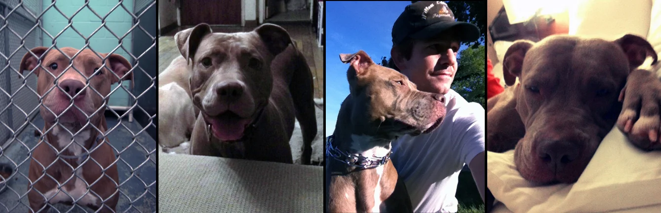KIMBERLY. Rescued from a shelter in Long Island. Kimberly is now living happily in the home of her foster failure mommy Elizabeth. Luckily Elizabeth also owns a doggie day care, so Kimberly gets to spend time with her special furry and human friends every day.